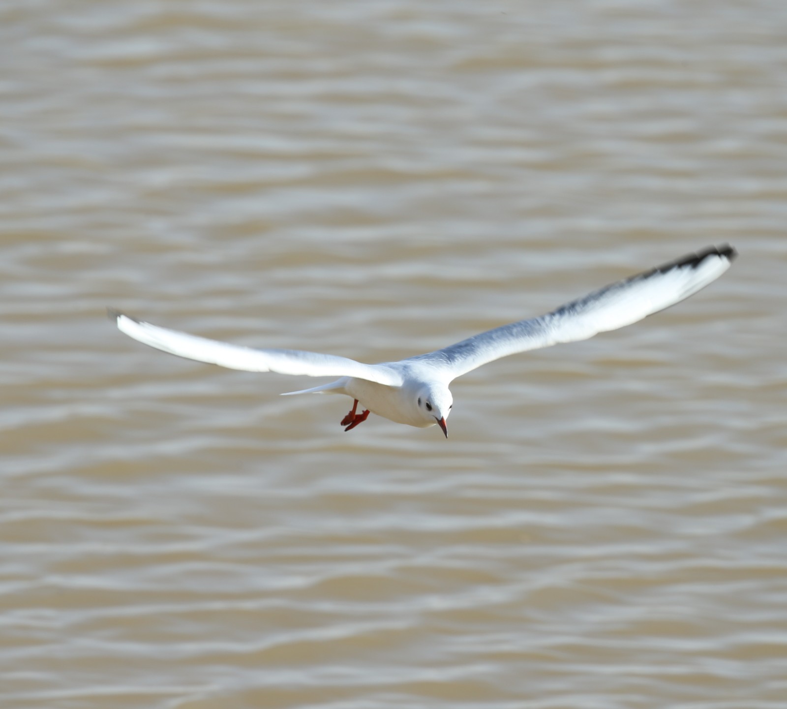 （配图）天鹅舞韵黄河湿地