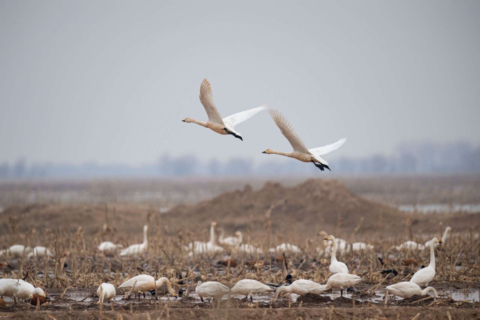 土右旗明沙淖，天鹅栖息好地方。记者