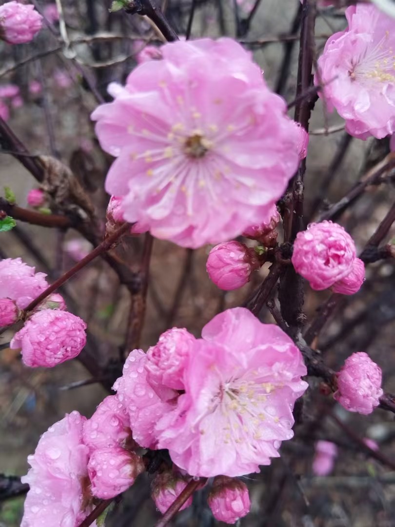 （图片新闻）春雨润花开(分离图)7008(4368950)-20250419082717