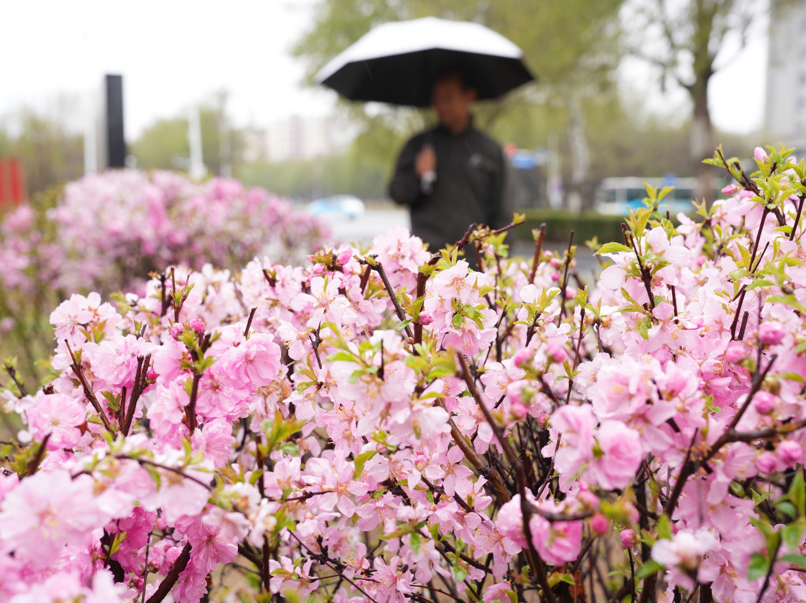 市民在雨中赏花。记者