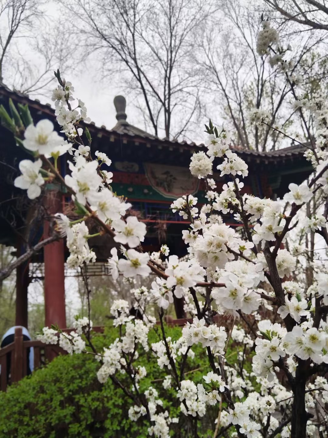 （图片新闻）春雨润花开(分离图)7008(4368954)-20250419082658