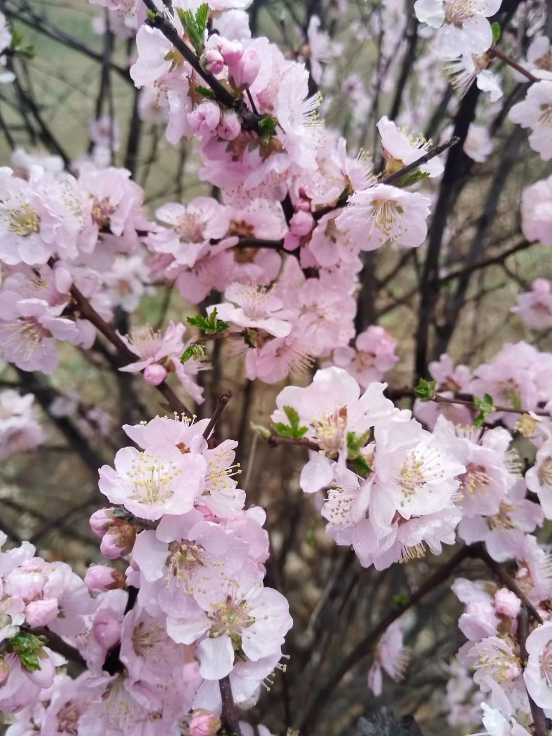 （图片新闻）春雨润花开(分离图)7008(4368952)-20250419082712