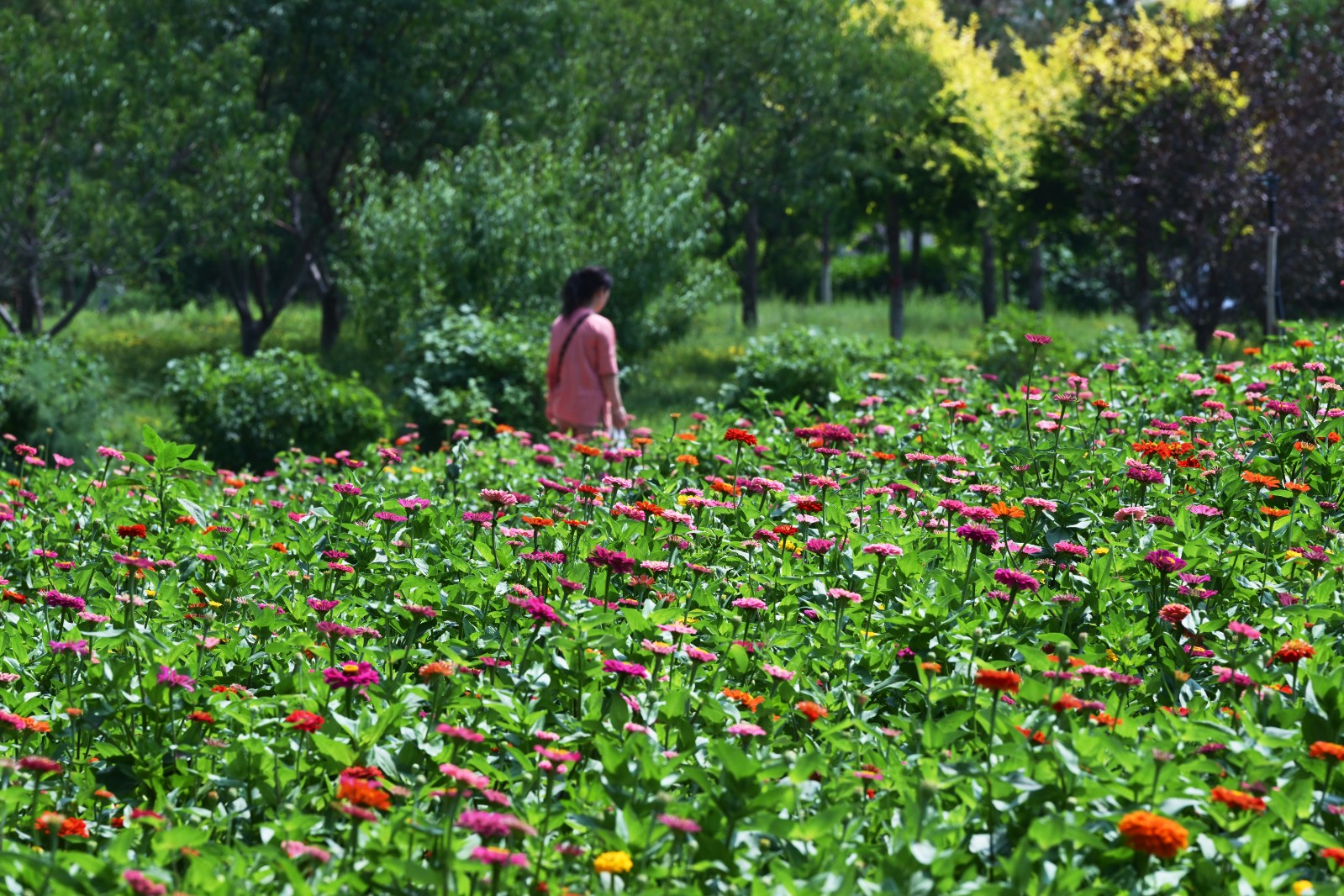 繁花织锦芳满园(5183056)-20250729181504
