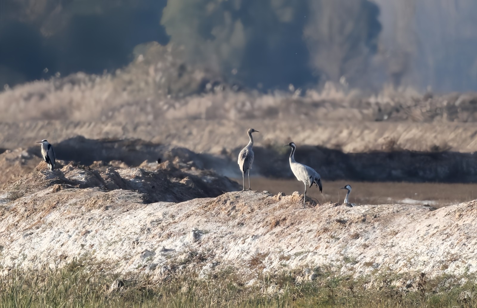 包头湿地成候鸟“国际机场”