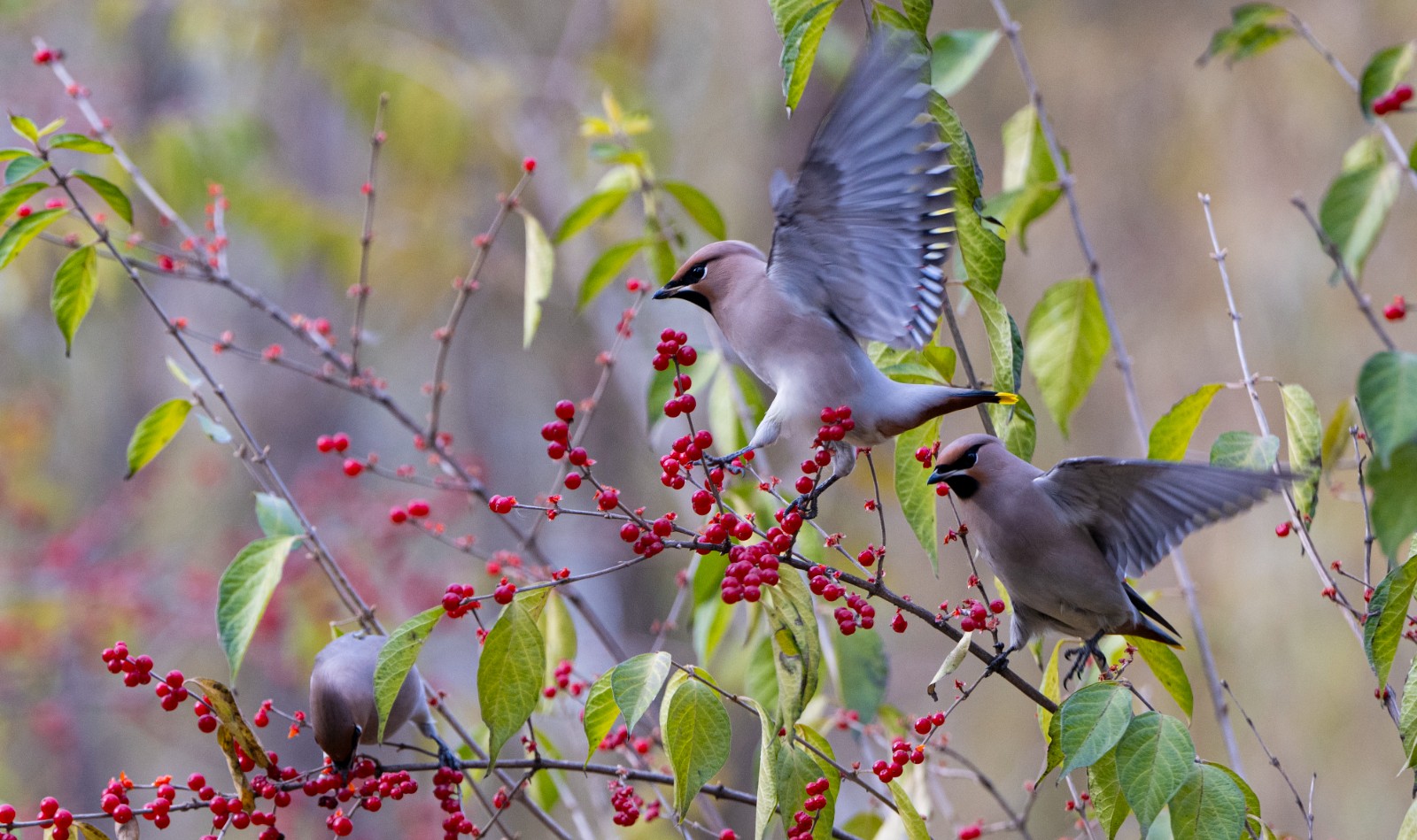 跃上枝头尽享美味可口的忍冬果实(5912296)-20251119170904