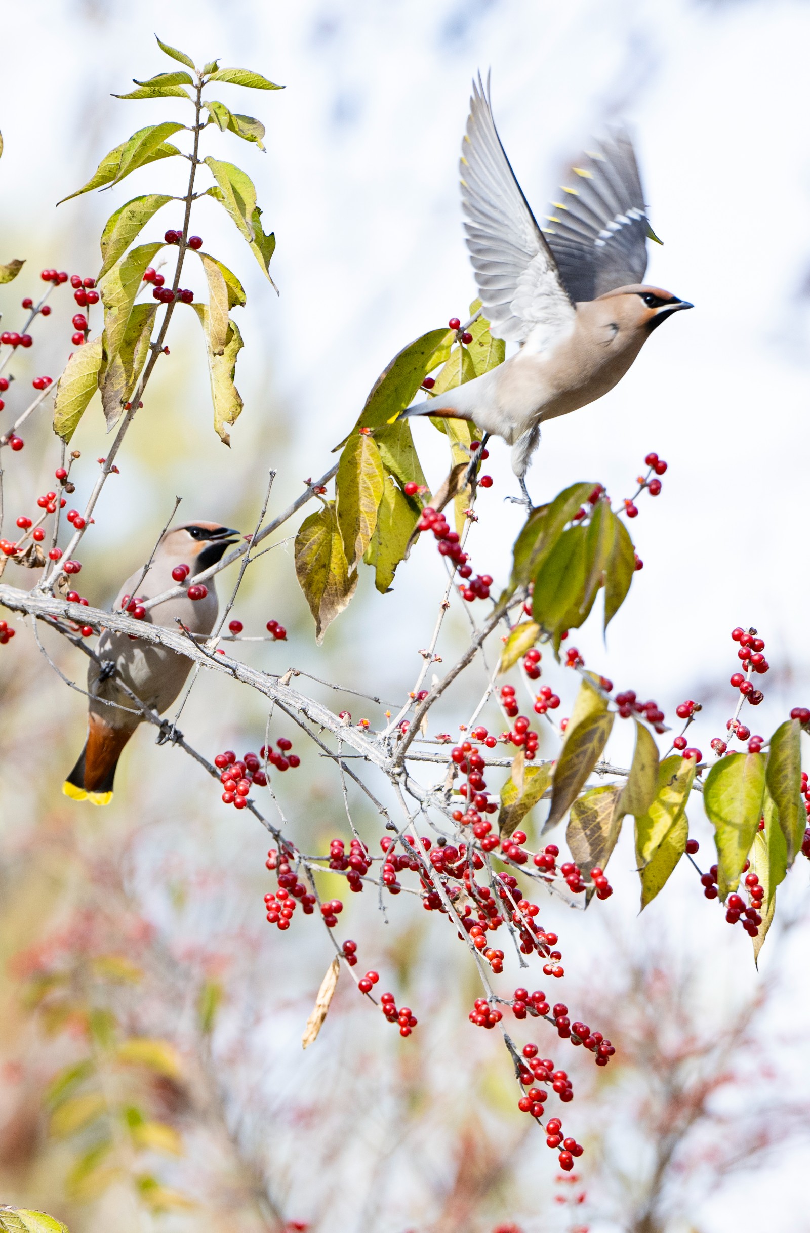 初冬的包头，充满了生机。(5912291)-20251119171010