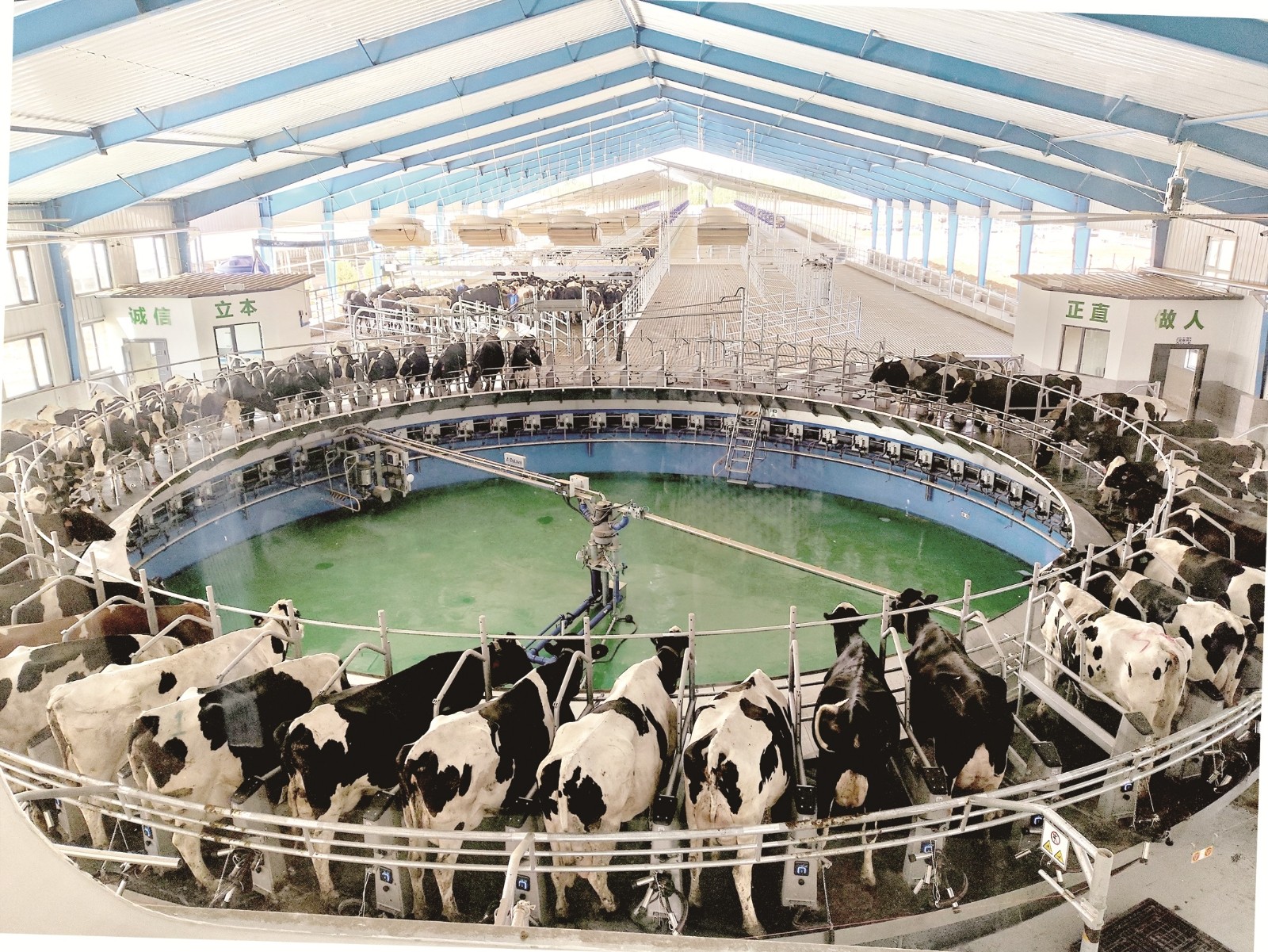 转盘式数字化挤奶厅