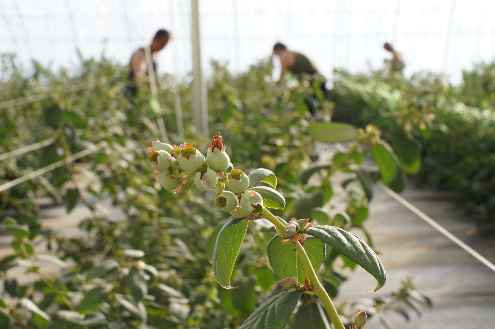 DSC04009(6231176)-20260107080511