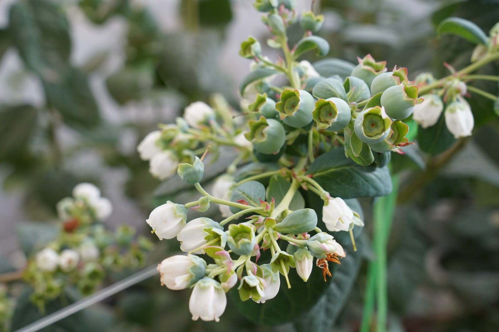 DSC04037(6231174)-20260107080507