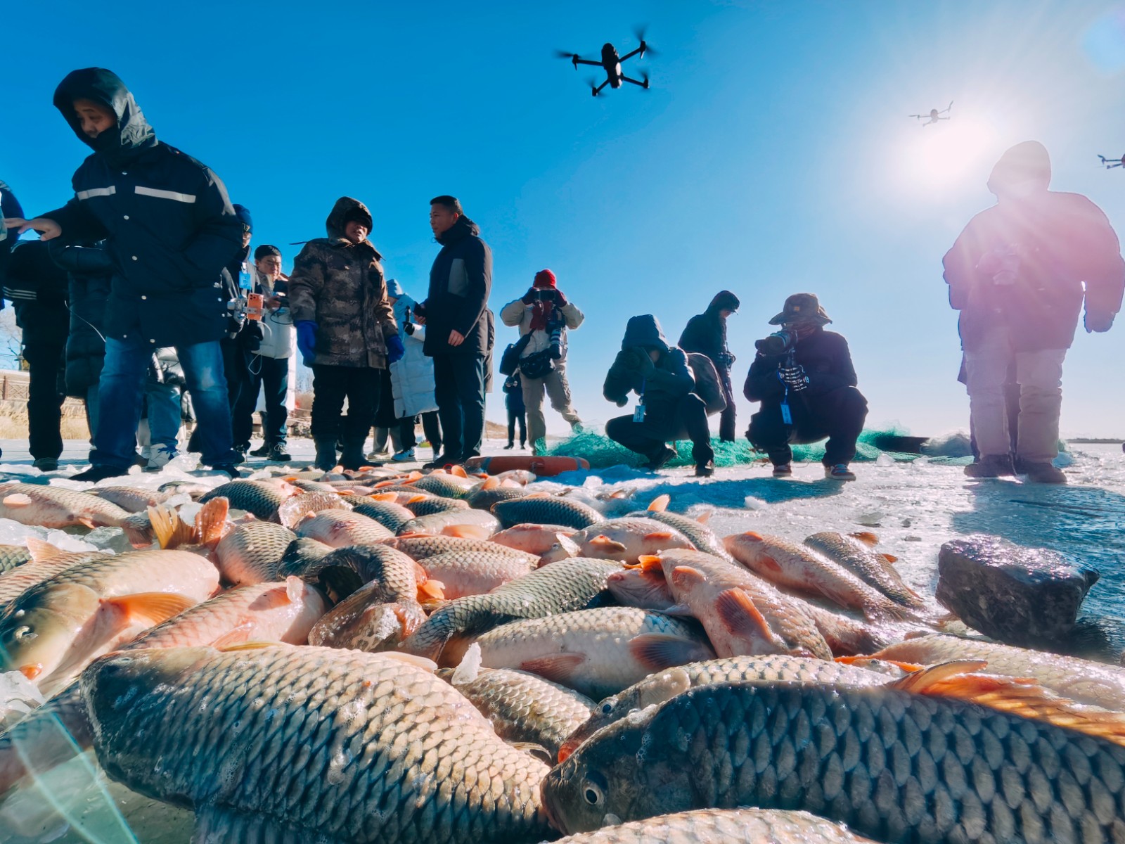 活动现场，黄河鲤鱼铺满了冰面。(6449183)-20260209090232