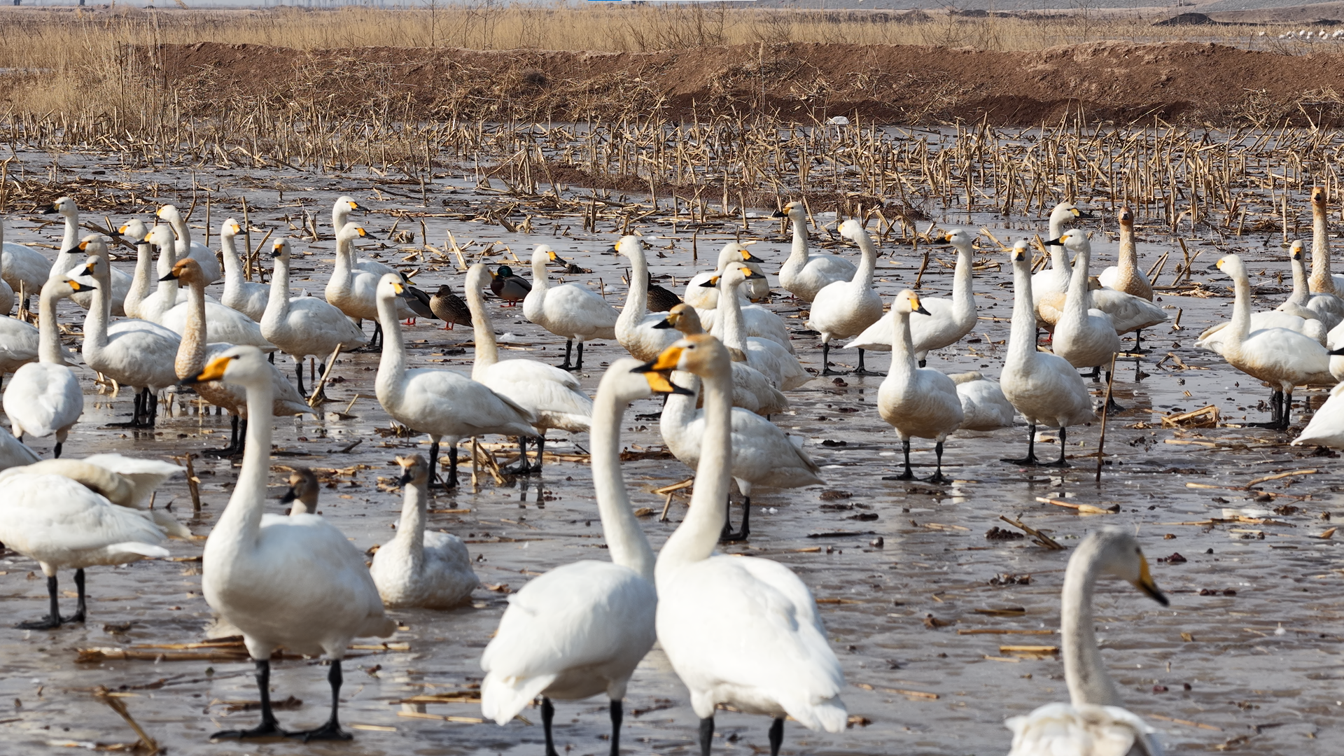 1(6581587)-20260305173341