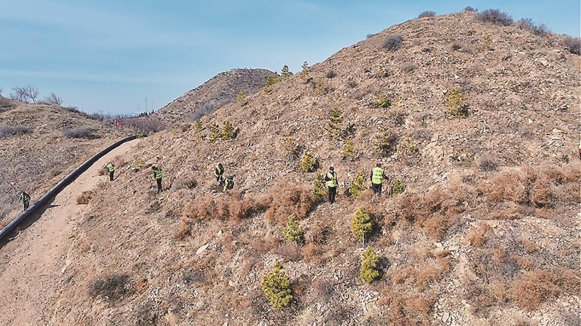 昆都仑区防沙治沙攻坚战大青山南坡提质增效项目现场。