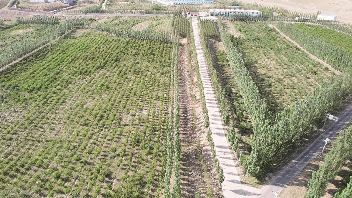 九原区大青山南坡提质增效项目果品经济林。