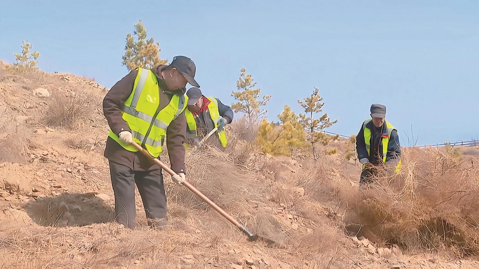 工人们进行修枝打杈工作。