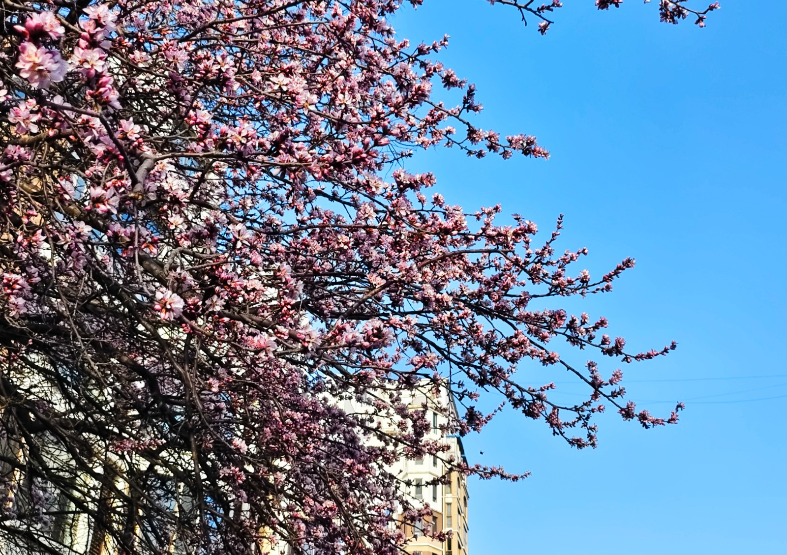 一夜之间桃花开