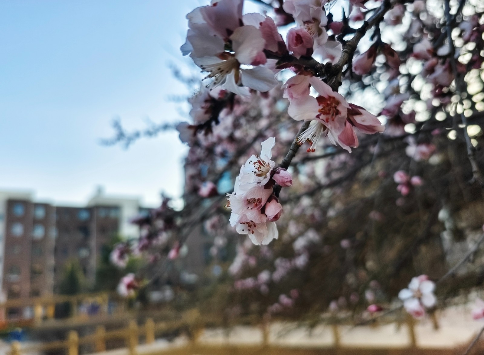 一夜之间桃花开