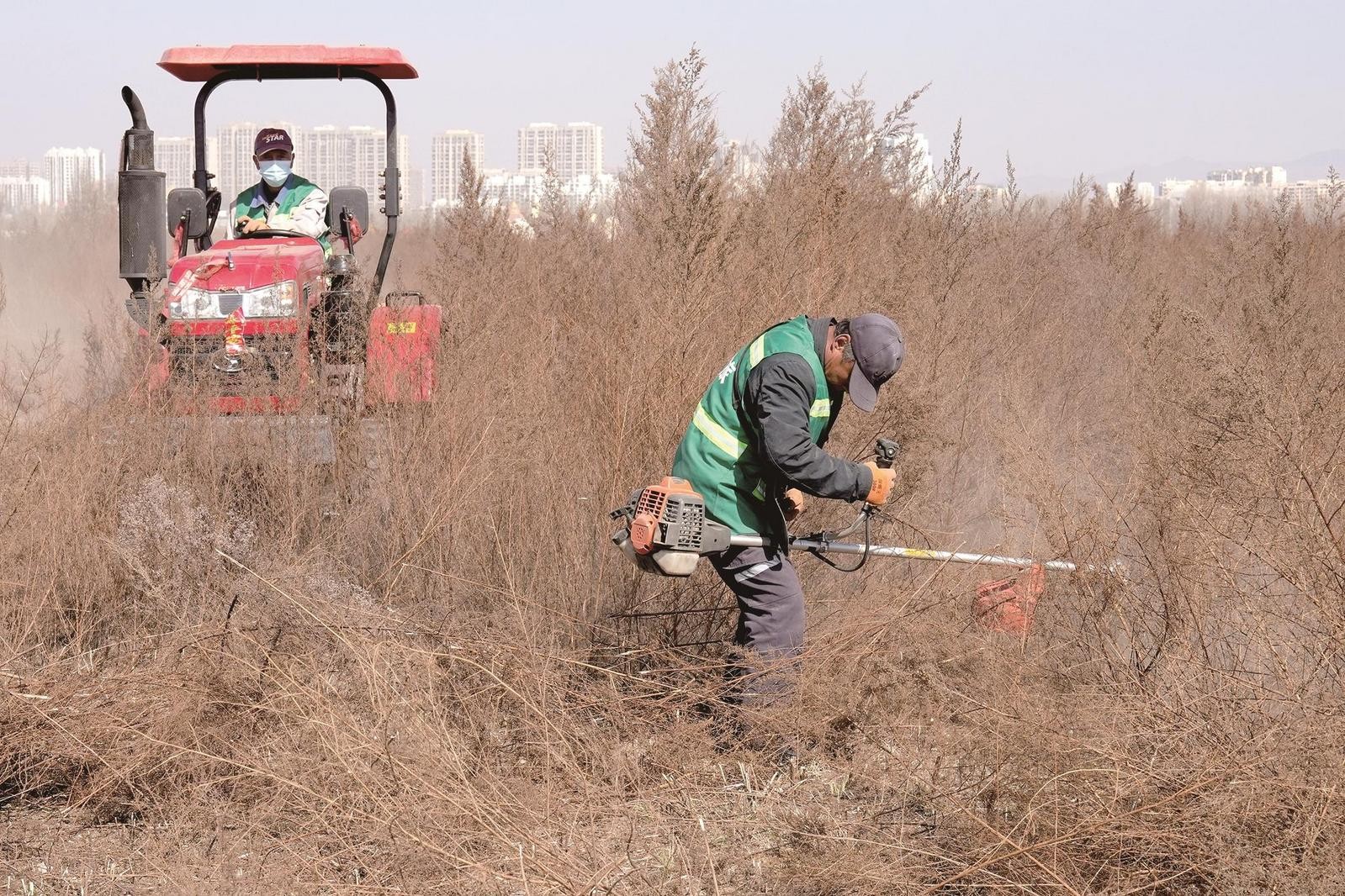 蒿草清理工作在紧锣密鼓地进行。