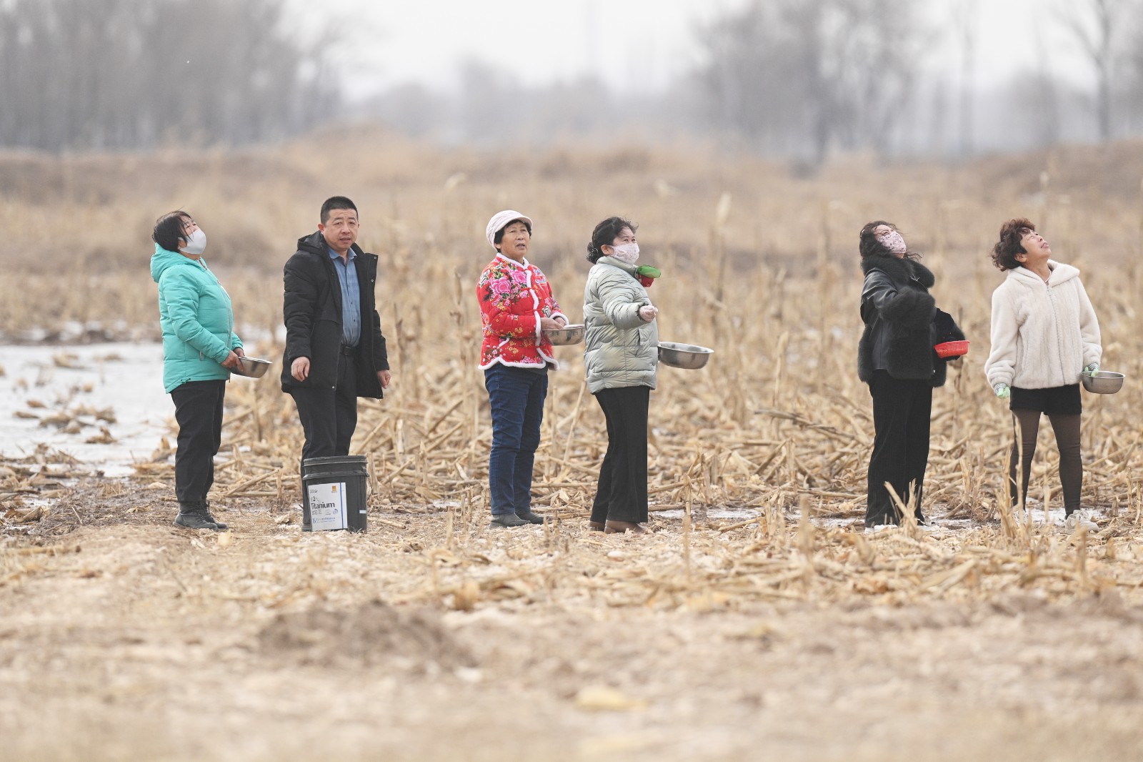 西杨家圪堵村的村民在田间撒玉米，守护候鸟(6819381)-20260414164553