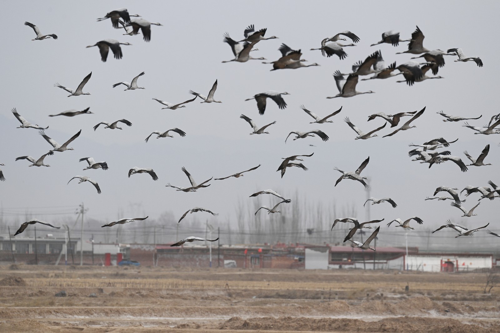 大批灰鹤从西杨家圪堵村旁飞过。记者
