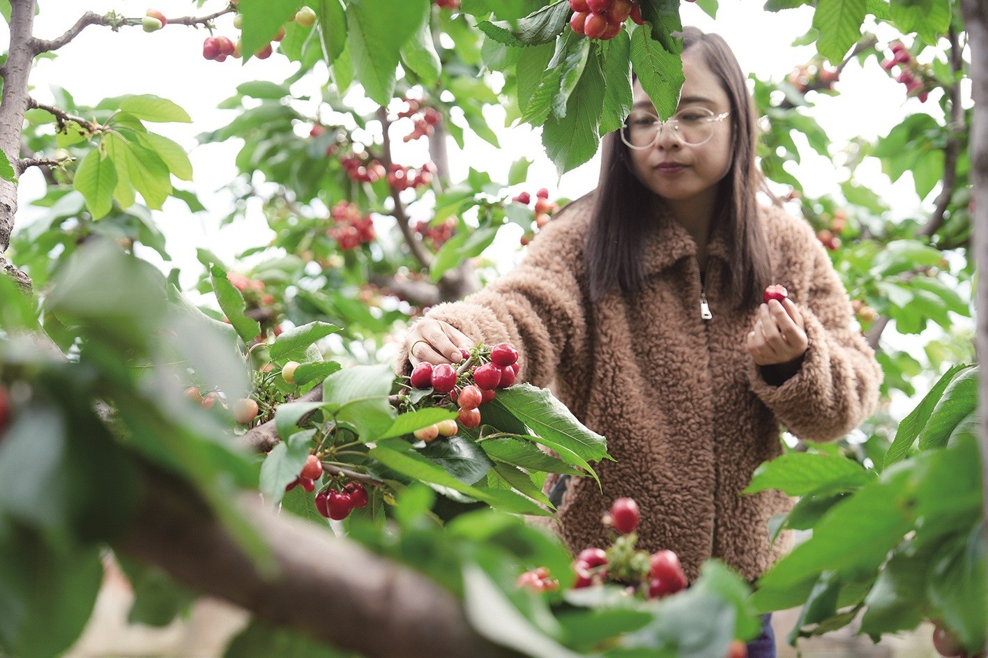 游客采摘樱桃
