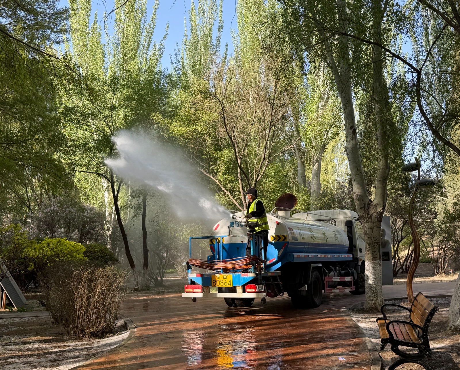 春日杨柳飞絮来袭