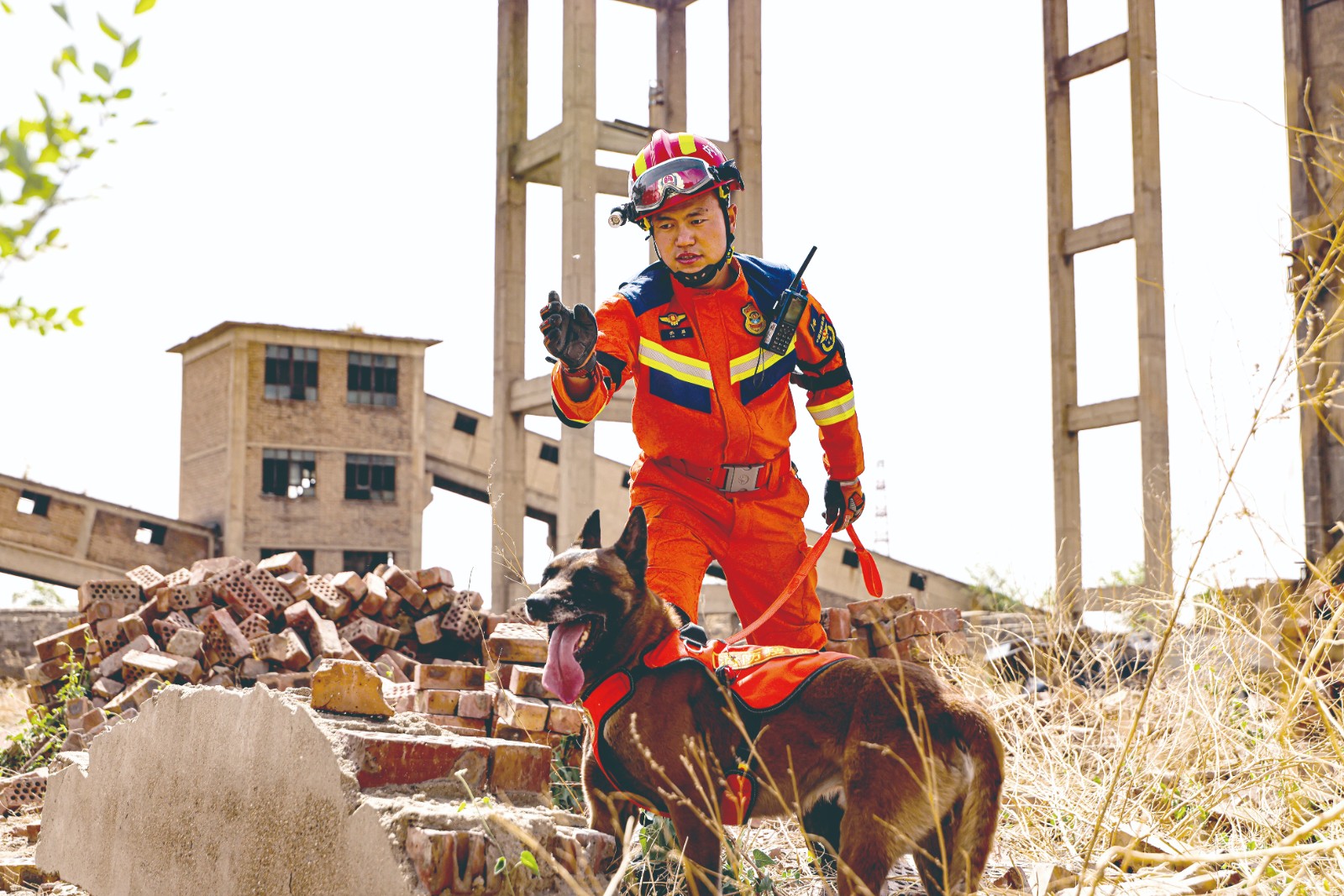 搜救犬废墟搜救。(7007772)-20260520085032
