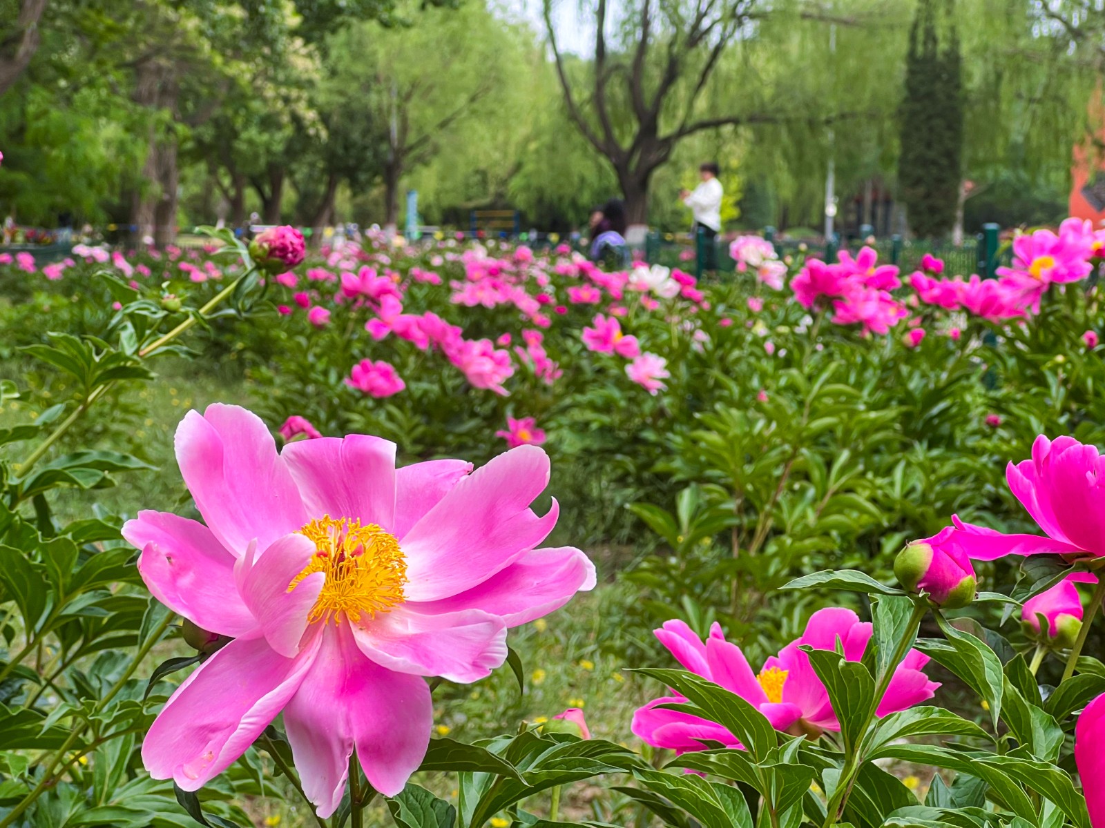 5月20日，昆区阿尔丁植物园西园芍药花盛(7023008)-20260521080412