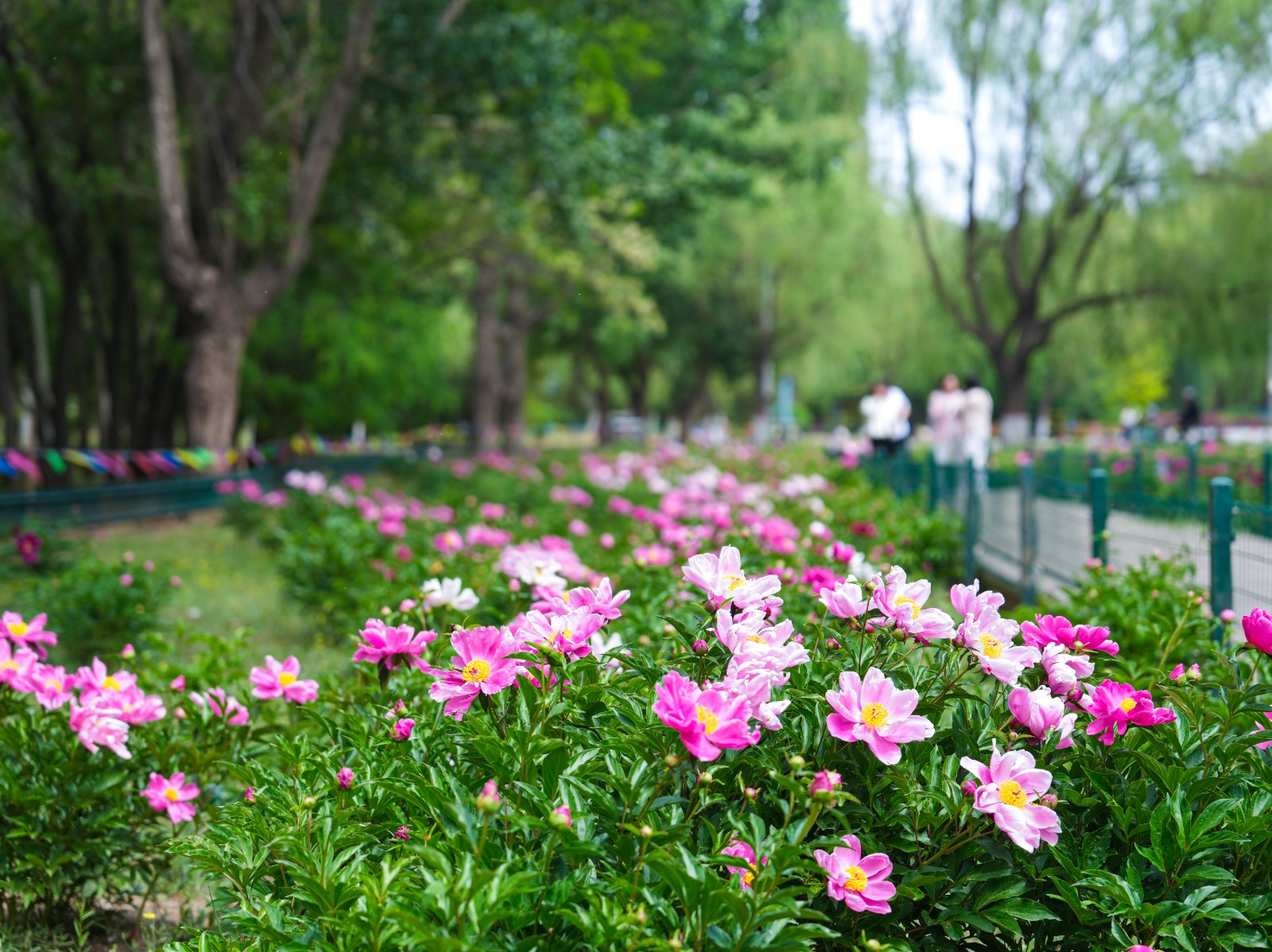 5月20日，昆区阿尔丁植物园西园芍药花盛(7023007)-20260521080401