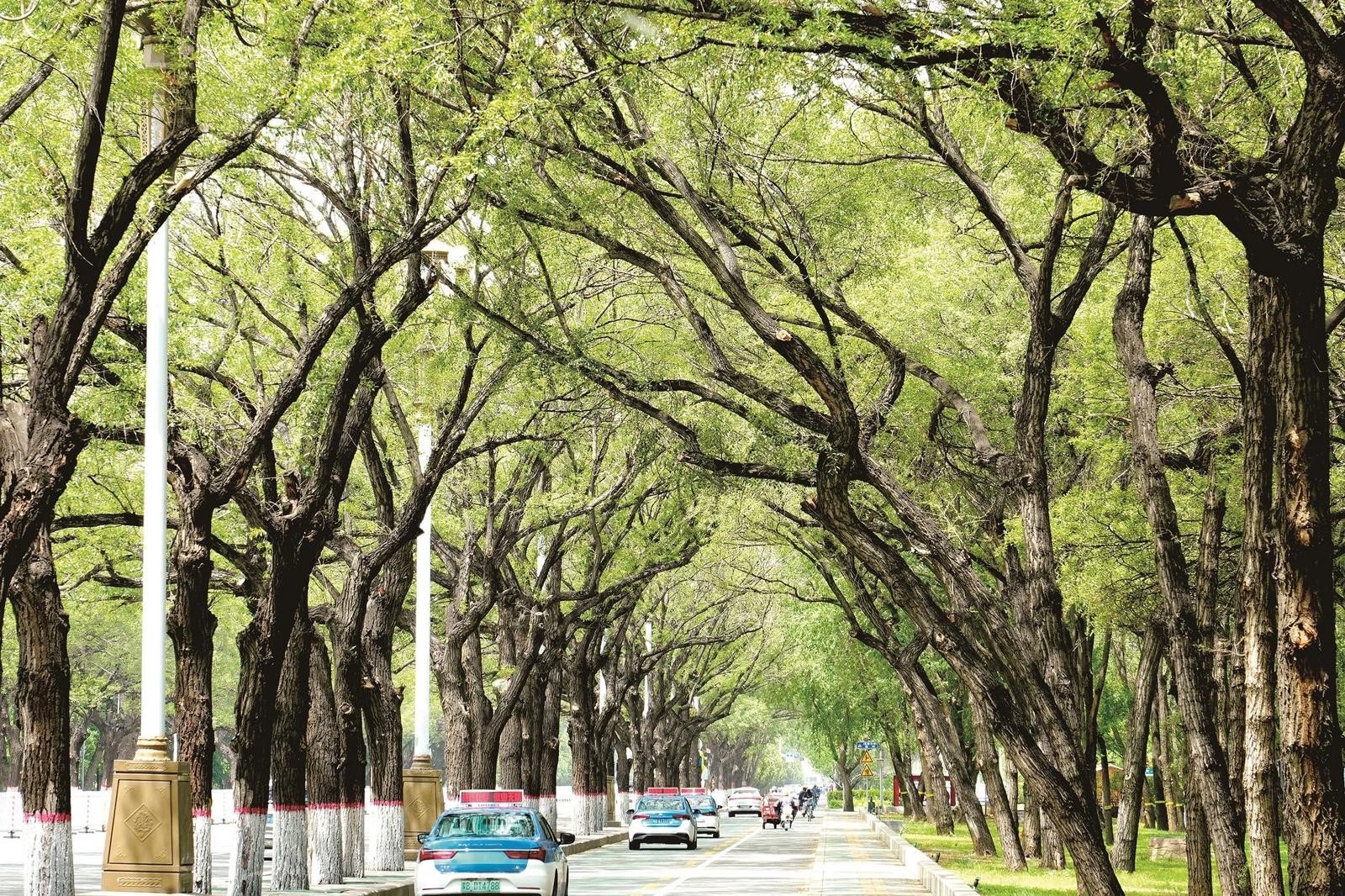 行驶在建设路,一路浓荫蔽日,如同穿梭在绿意盎然的天然氧吧
