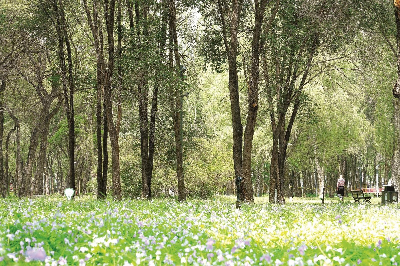 城市中的森林公园,林木葱郁、繁花遍野。
