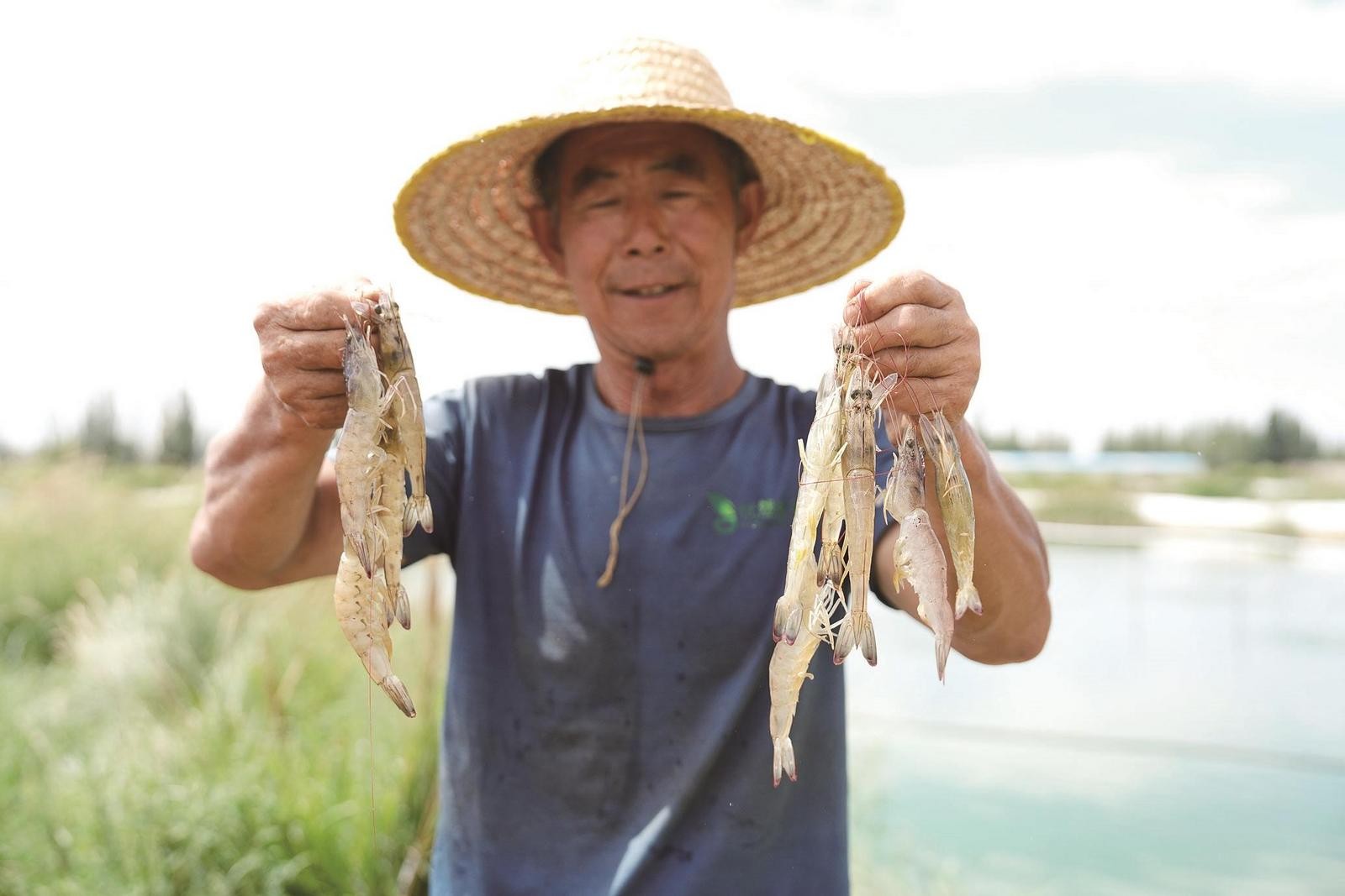 活蹦乱跳的南美白对虾。