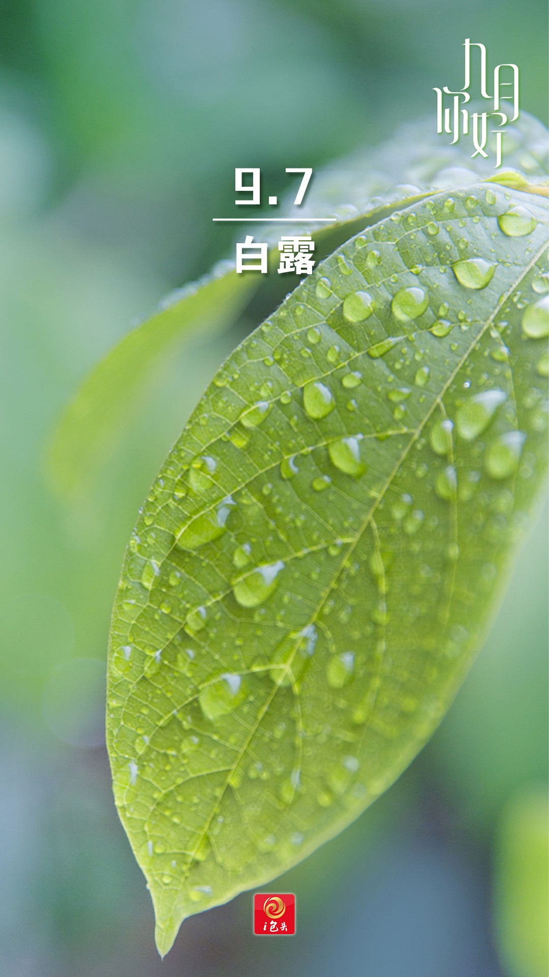 白露