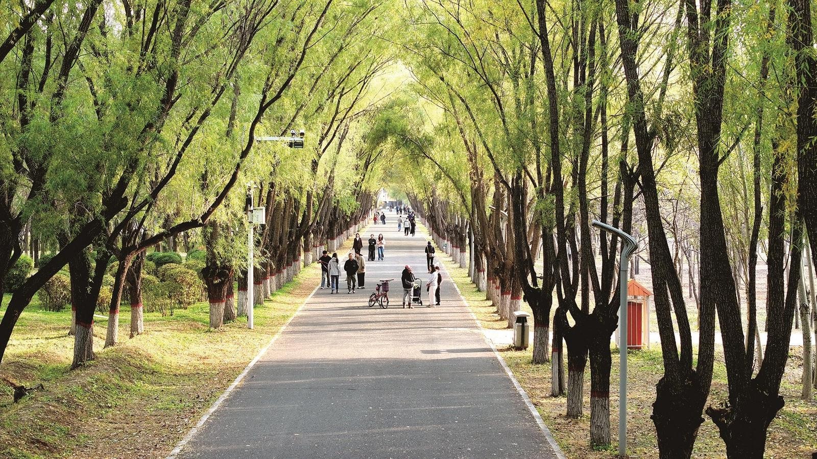 南郊公园林间大道。