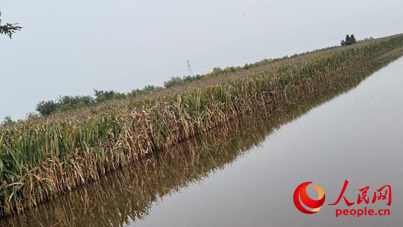 10月23日，运城市盐湖区金井乡西王村，还有成片的玉米地泡在积水里。截至10月29日，水位有少许下降。人民网记者 段思齐摄