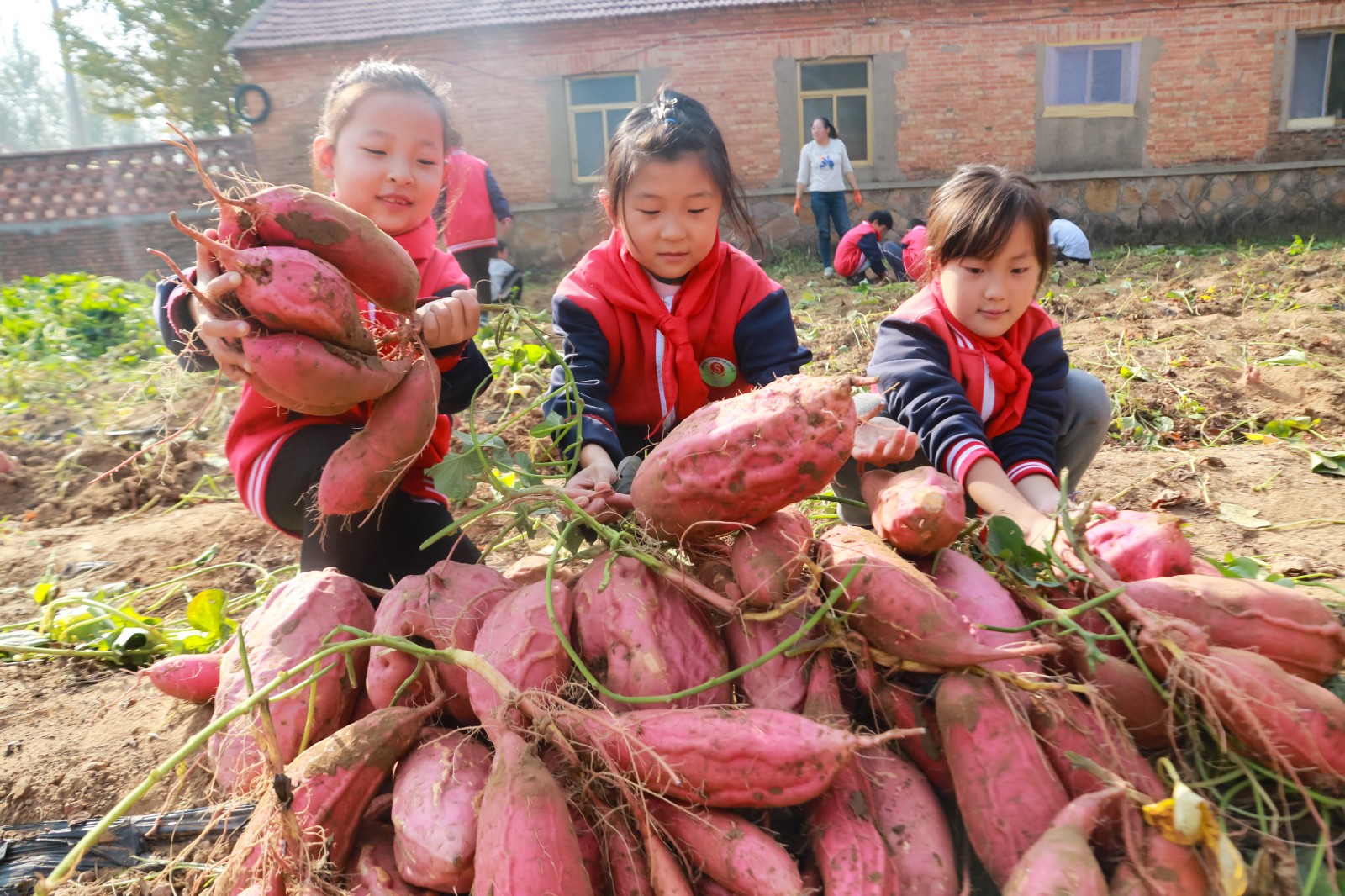 5-2023年10月25日，在山东省高密市井沟镇实验小学，孩子们在校园农场里收地瓜。（李海涛