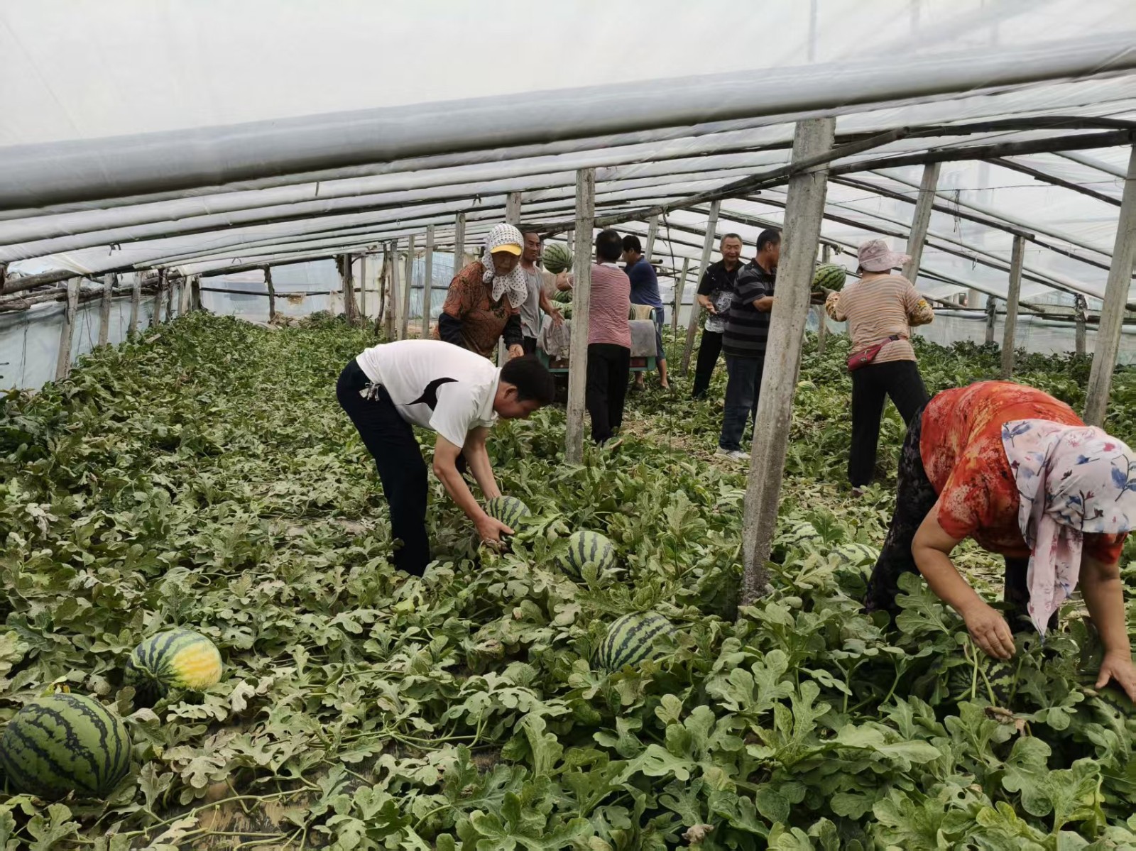 微信图片_20250626062231