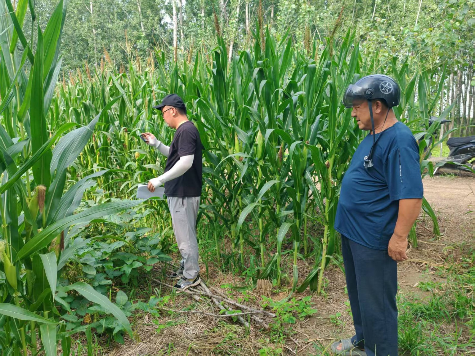 市农业局到我区查看大豆玉米复合种植情况