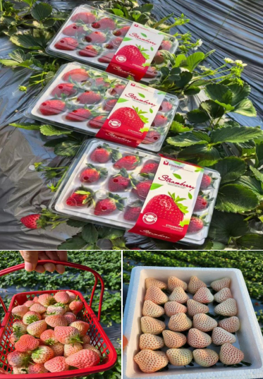 微信图片_20260202101905_416_34