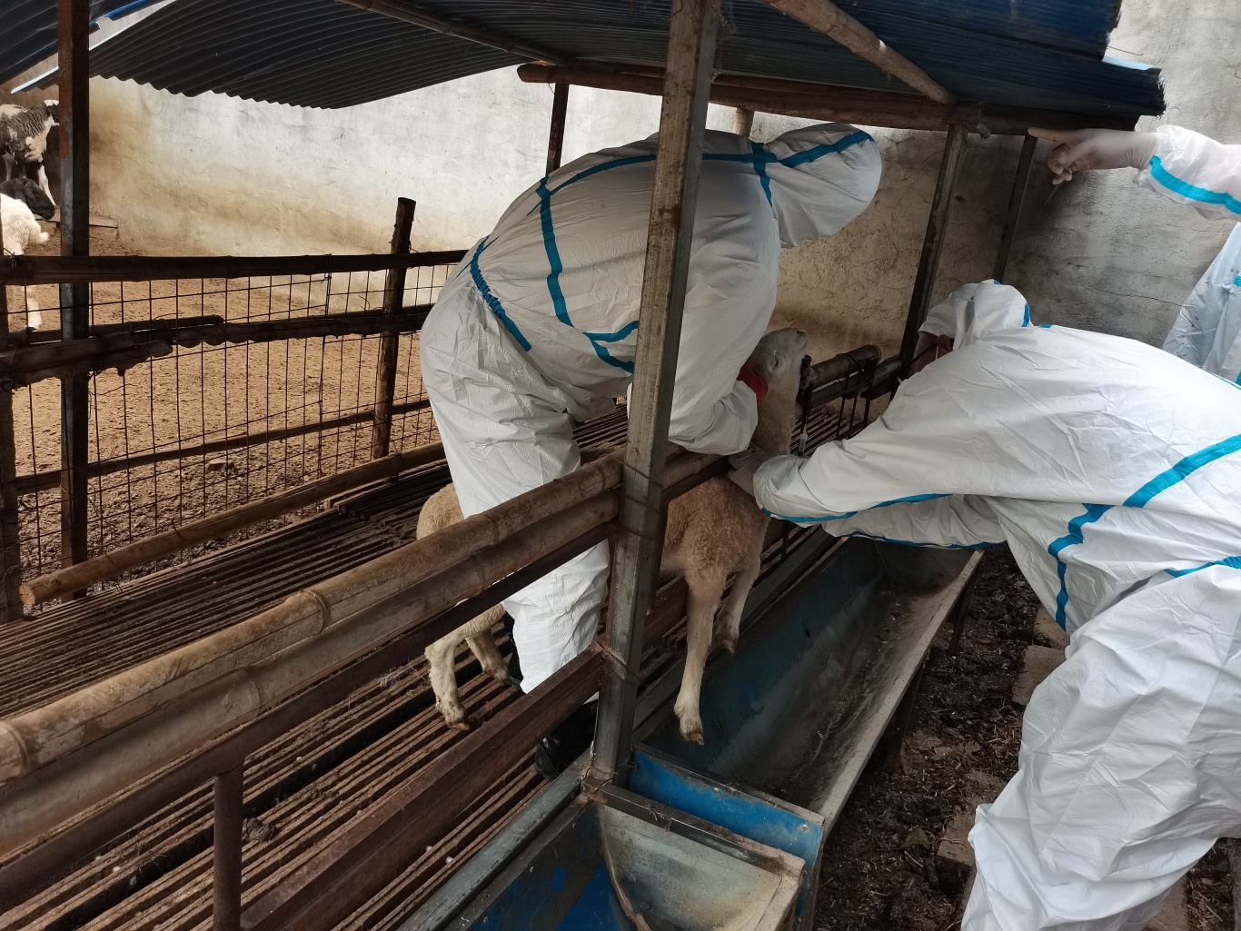 15开发区布病采样 (1).jpg